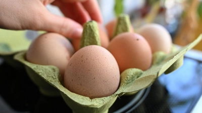 Einen Notstand bei der Eier-Versorgung gibt es nicht - aber Lücken in den Regalen der Händler. (Symbolbild) (Foto: Elisa Schu/dpa)