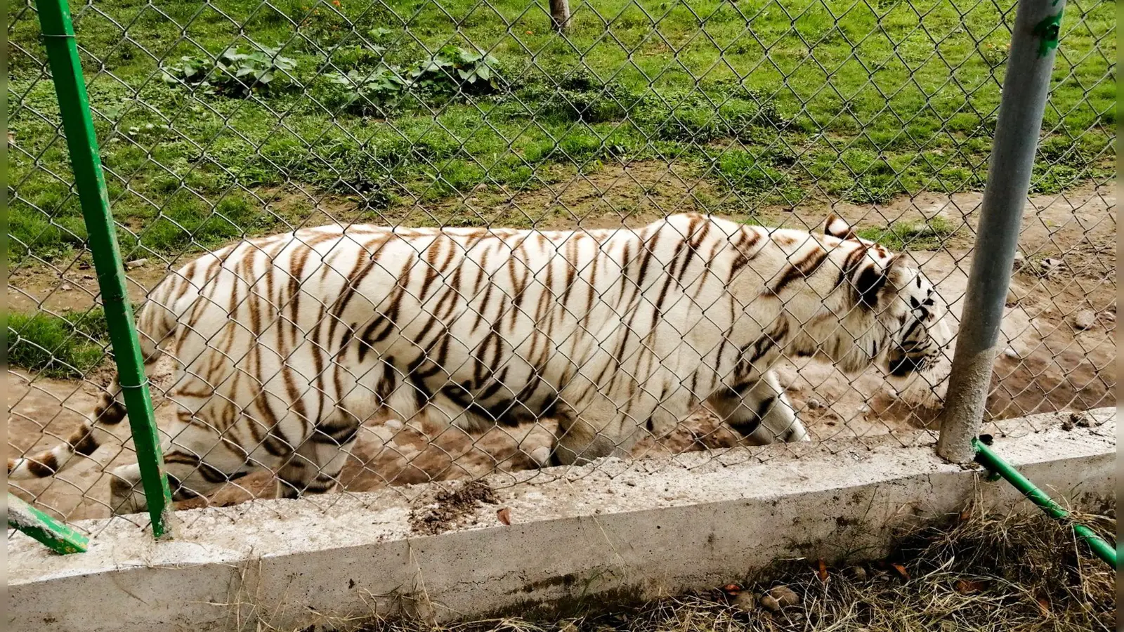 Nach Angaben der Behörden wiegte der entlaufene Tiger rund 130 Kilogramm.  (Foto: -/mexikanische Umweltbehörde/dpa)