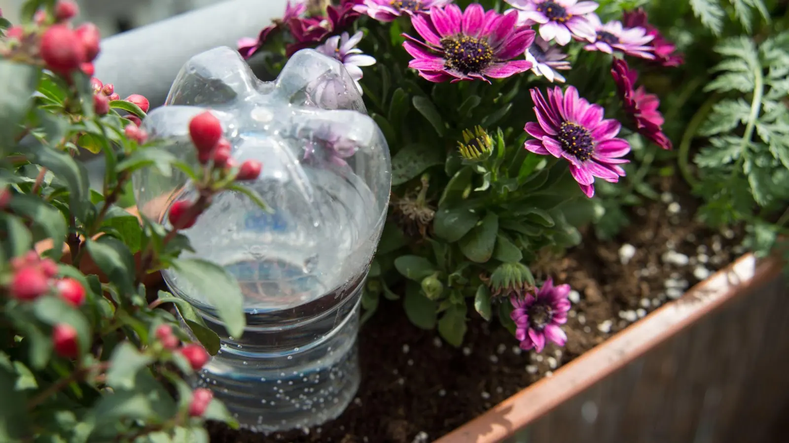 Eine Plastikflasche kann die Balkonpflanzen für ein paar Tage mit Wasser versorgen. (Foto: Andrea Warnecke/dpa-tmn)