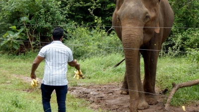 Laut einer Studie kann die Versorgung von wilden Elefanten mit Nahrung „Bettelverhalten“ auslösen. (Archivbild) (Foto: -/Udawalawe Elephant Research Project/dpa)