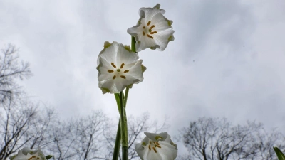 Das Wetter in Deutschland zeigt sich in den kommenden Tagen von seiner ungemütlichen Seite. (Symbolbild) (Foto: Thomas Warnack/dpa)