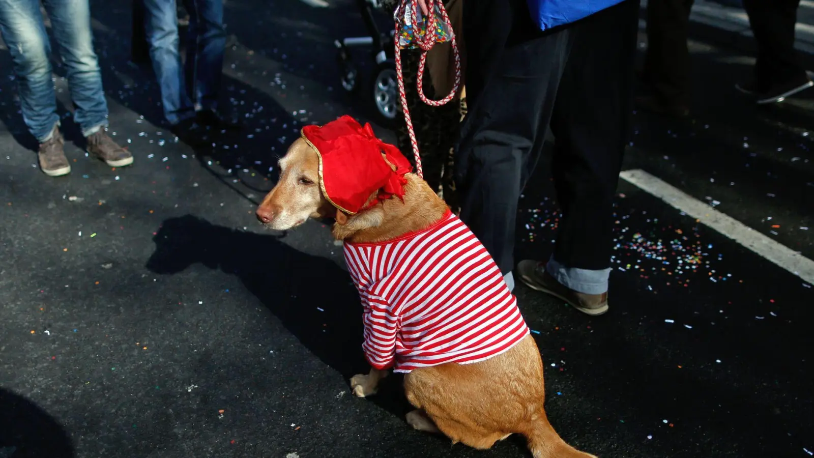 Mögen keine Kostüme und keinen Lärm: Faschingspartys und Karnevalsumzüge sind für Hunde eine Tortur. (Foto: Ina Fassbender/dpa/dpa-tmn)