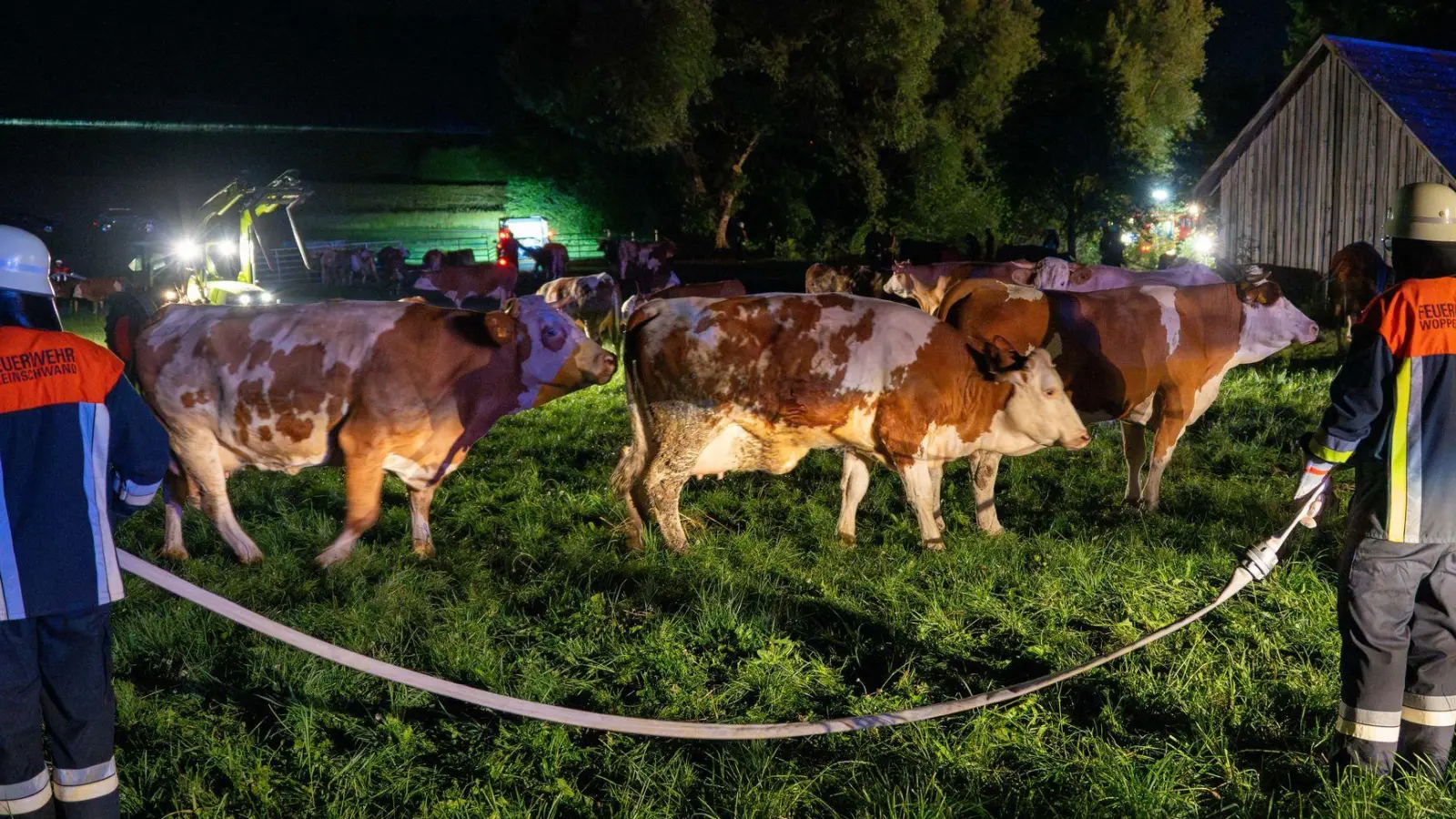Rund 100 Kühe wurden aus den Stallungen gerettet. (Foto: Lars Haubner/News5/dpa)
