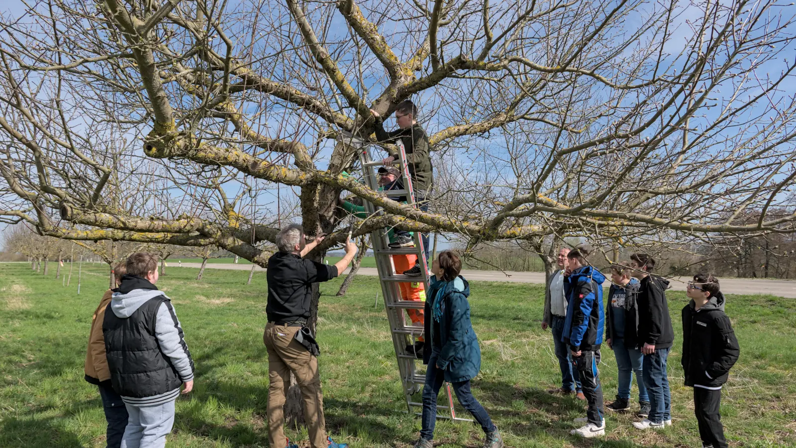Auftakt für eine Patenschaft: An Bäumen in der Nähe zur Landschule befestigten Siebtklässler jetzt Nistkästen für Vögel.  (Foto: Stadt Feuchtwangen/Rebecca Weber)