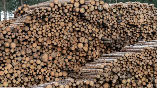 Holzstämme liegen auf dem Gelände eines Sägewerks. (Foto: Armin Weigel/dpa/Symbolbild)