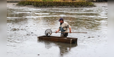 Mit Keschern werden die Speisefische aus dem Wasser geholt. Der Rothenburger Weiher in Dinkelsbühl wurde für diesen Zweck abgelassen. (Foto: Martina Haas)