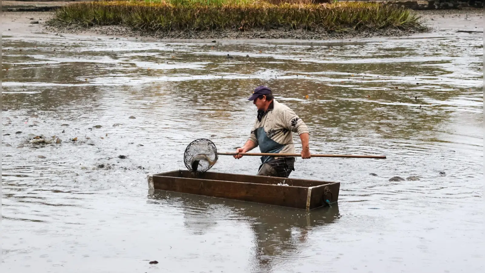 Mit Keschern werden die Speisefische aus dem Wasser geholt. Der Rothenburger Weiher in Dinkelsbühl wurde für diesen Zweck abgelassen. (Foto: Martina Haas)