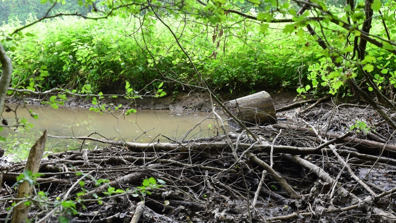 Ein Biberdamm im Dombachtal. Stämme, Äste und Schlamm sorgen dafür, dass sich das Wasser staut und auch in die angrenzenden Felder und Wiesen fließt. (Foto: Irmeli Pohl)