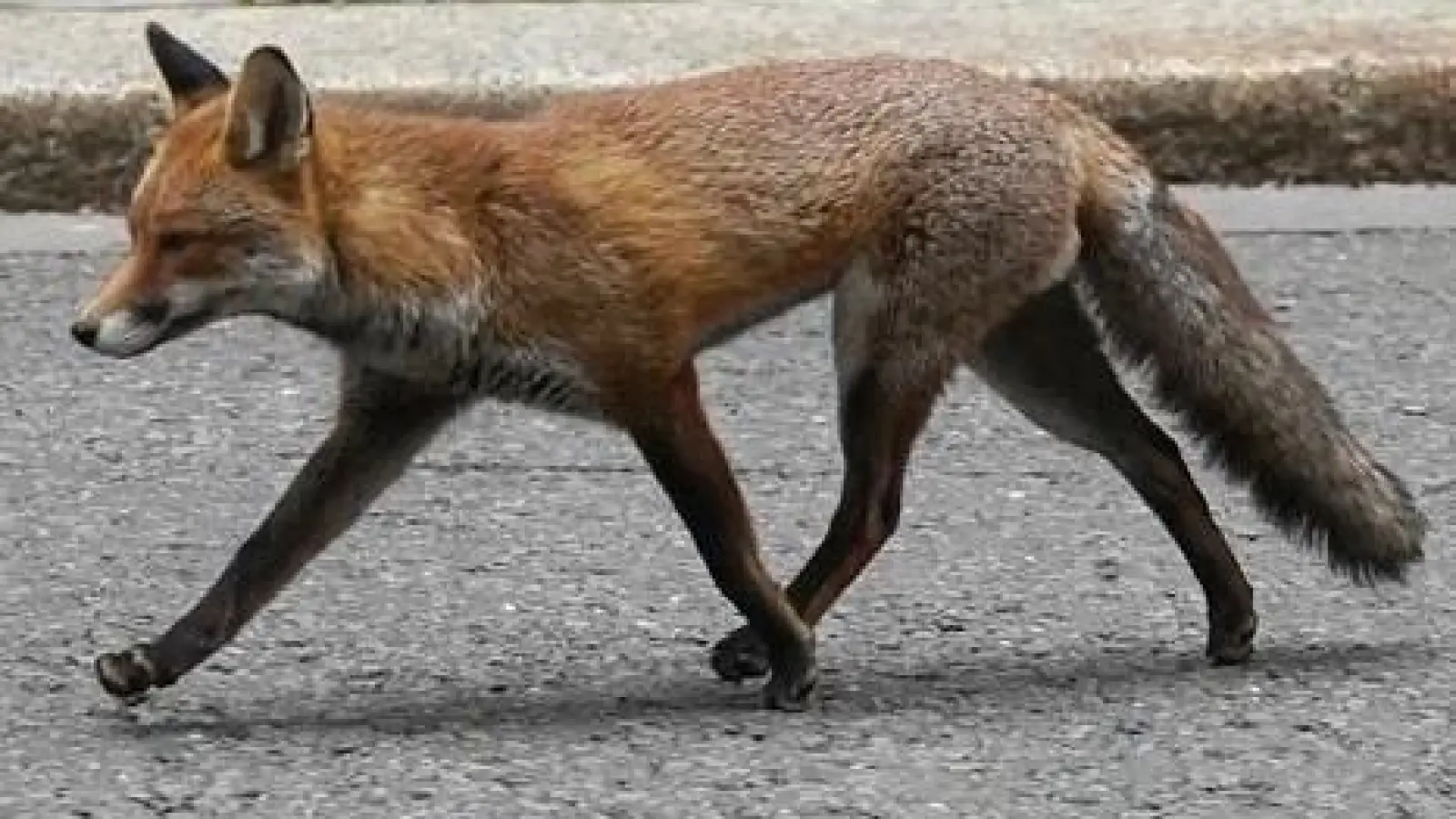 War er das Ziel? Ein Hühnerhalter hat bei Langenfeld eine verbotene Falle aufgestellt.  (Symbolbild: Stefan Rousseau/PA Wire/dpa)