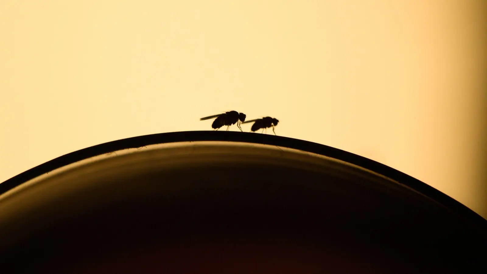 Lästige Fruchtfliegen: Mit ein paar Handgriffen kann man einen Befall vermeiden. (Foto: Klaus-Dietmar Gabbert/dpa-tmn)