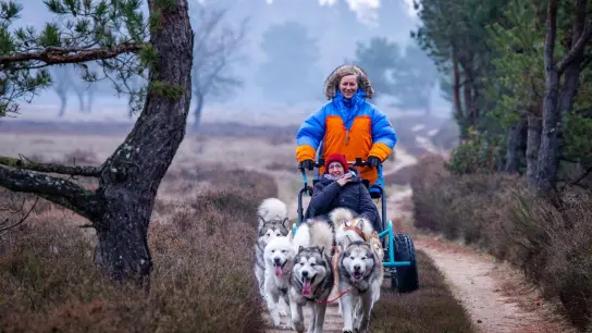 Alexandra Krüger, deutsche Meisterin im Schlittenhunderennen, steuert mit gerufenen Kommandos ihre sieben Alaskan-Malamutes. (Foto: Jens Büttner/dpa)