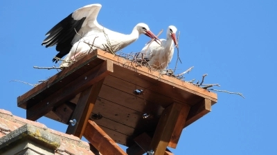 Kaum war die Nisthilfe gestern auf dem Dach des ehemaligen Post-Gebäudes platziert, begannen die beiden Störche schon mit dem Bau ihres neuen Horstes. (Foto: Sabine Edelberg)