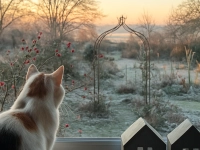 Die Katze bleibt heute lieber im Haus - gesehen in Wörnitz (Foto: Klaus Killian)