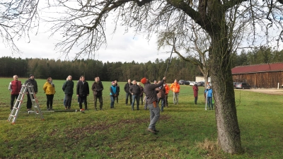 Beim Start des Projekts „Zukunft.Streuobst II“ in Wollersdorf zeigte Michael Körber vom Landschaftspflegeverband, wie man Obstbäume fachgerecht schneidet. (Foto: Eckard Dürr)
