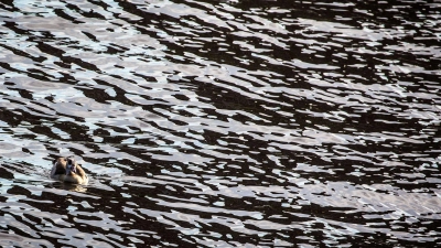 Auf dem Main in Unterfranken gab es eine Havarie, bei der Dieselkraftstoff ins Wasser gelaufen ist. (Symbolbild) (Foto: picture alliance / Frank Rumpenhorst/dpa)