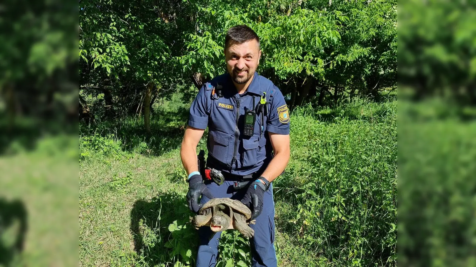 Beamte nahmen das Tier mit zur Polizeiinspektion Ochsenfurt, nachdem die Schildkröte auf einem Fahrradweg bei Sommerhausen gefunden worden war. (Foto: PP Unterfranken) (Foto: -/Polizeipräsidium Unterfranken/dpa)