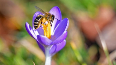 Die Temperaturen in Bayern steigen weiter. (Foto: Malin Wunderlich/dpa)