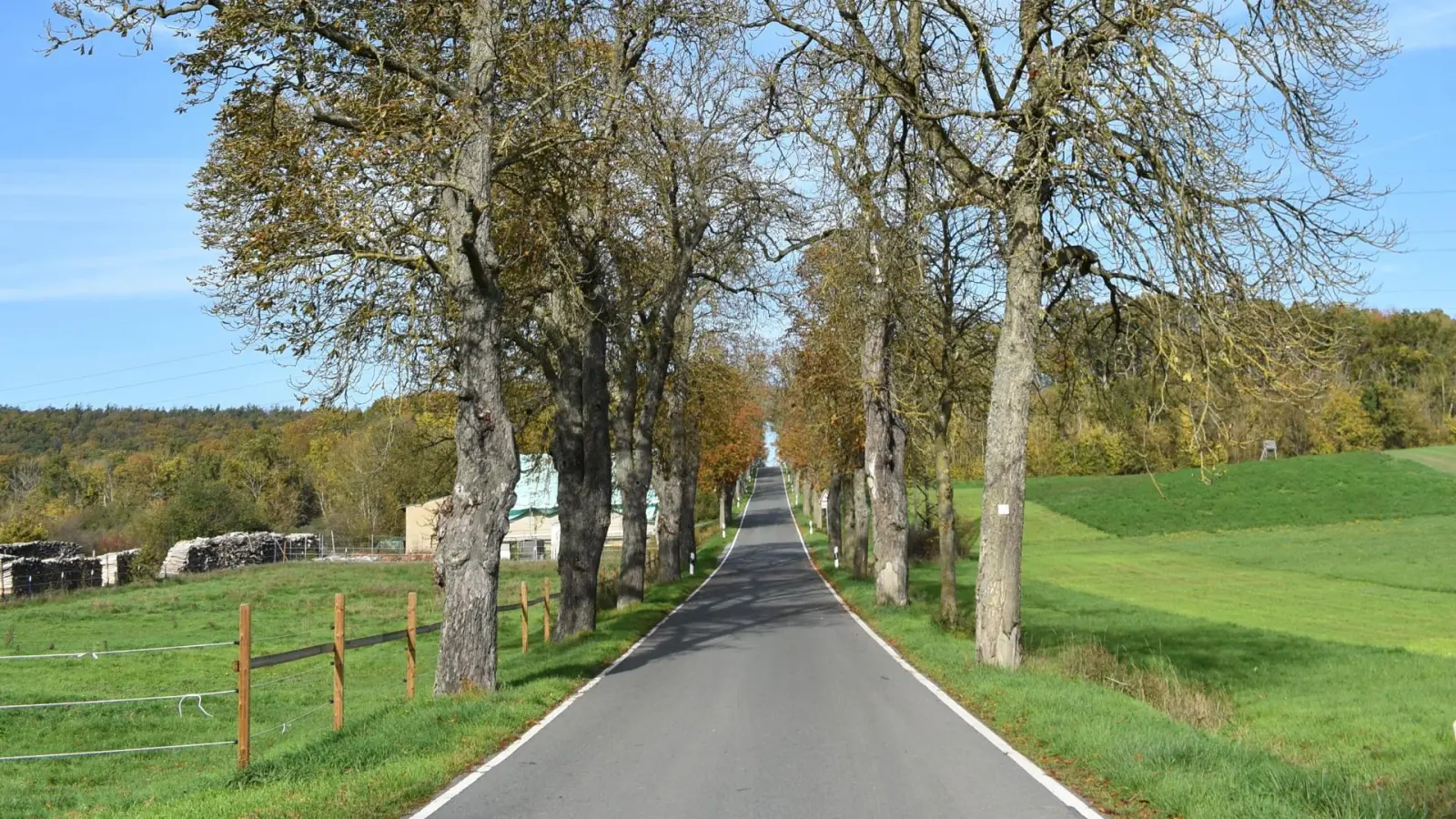 Baumallee bei Ullstadt: Teile der Wegstrecke eignen sich auch für Kinderwagen. (Archivbild: Ute Niephaus)