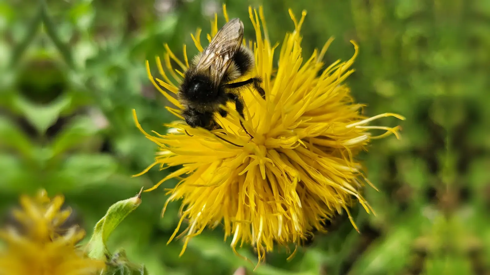 Die Honigbiene hat die meisten menschlichen Fürsprecher. Im Grunde geht es aber um alle Insekten (hier eine Hummel), da Neonics ihr Nervensystem deutlich gravierender schädigen als das von Säugetieren. (Foto: Nina Daebel)