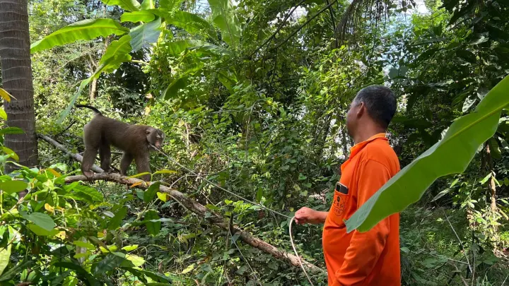 Besitzer Lek holt seinen Affen Nong nach getaner Arbeit, dem Kokosnusspflücken, wieder von der Kokospalme. (Foto: Carola Frentzen/dpa)