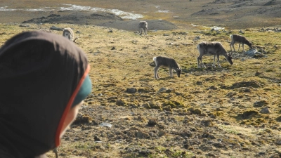 Auf Spitzbergen sind in diesem Sommer ungewöhnlich viele Rentiere verendet. (Archivbild) (Foto: Mathilde Le Moullec/dpa)