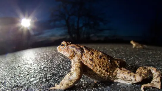 Im Lichtschein eines Autoscheinwerfers krabbelt  eine Kröte über eine Landstraße. (Foto: Patrick Pleul/dpa-Zentralbild/dpa)