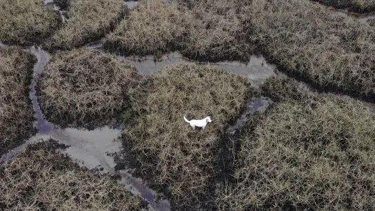 Drohnenfoto von Mischling „Millie“ im Watt vor Südengland. (Foto: Denmead Drone Search And Rescue/PA Media/dpa)