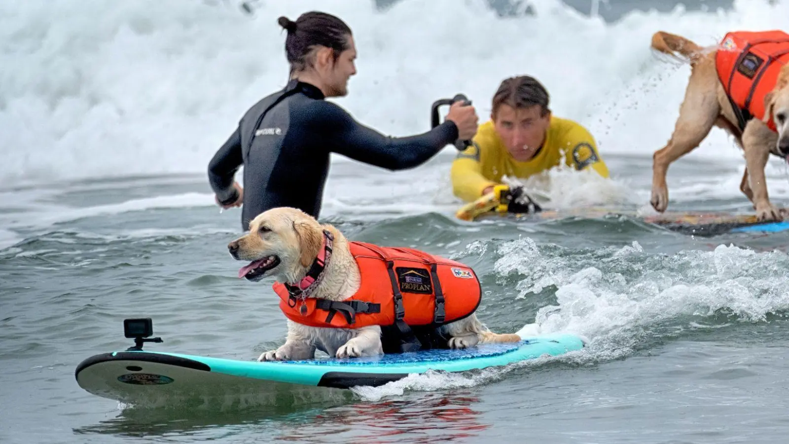 Auch Hunde können sich fürs Surfen begeistern - aber Schwimmwesten sind Pflicht. (Foto: Richard Vogel/AP/dpa)