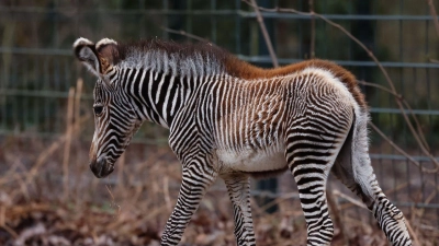 Zebra-Baby Lumi kam am 24. Januar 2024 auf die Welt. (Foto: Daniel Löb/dpa)