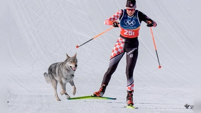 Das Ziel klar vor Augen: Der Tschechoslowakische Wolfshund Nazgul hatte großen Spaß an seinem Auftritt im Langlaufstadion. (Foto: Terje Pedersen/NTB/dpa)