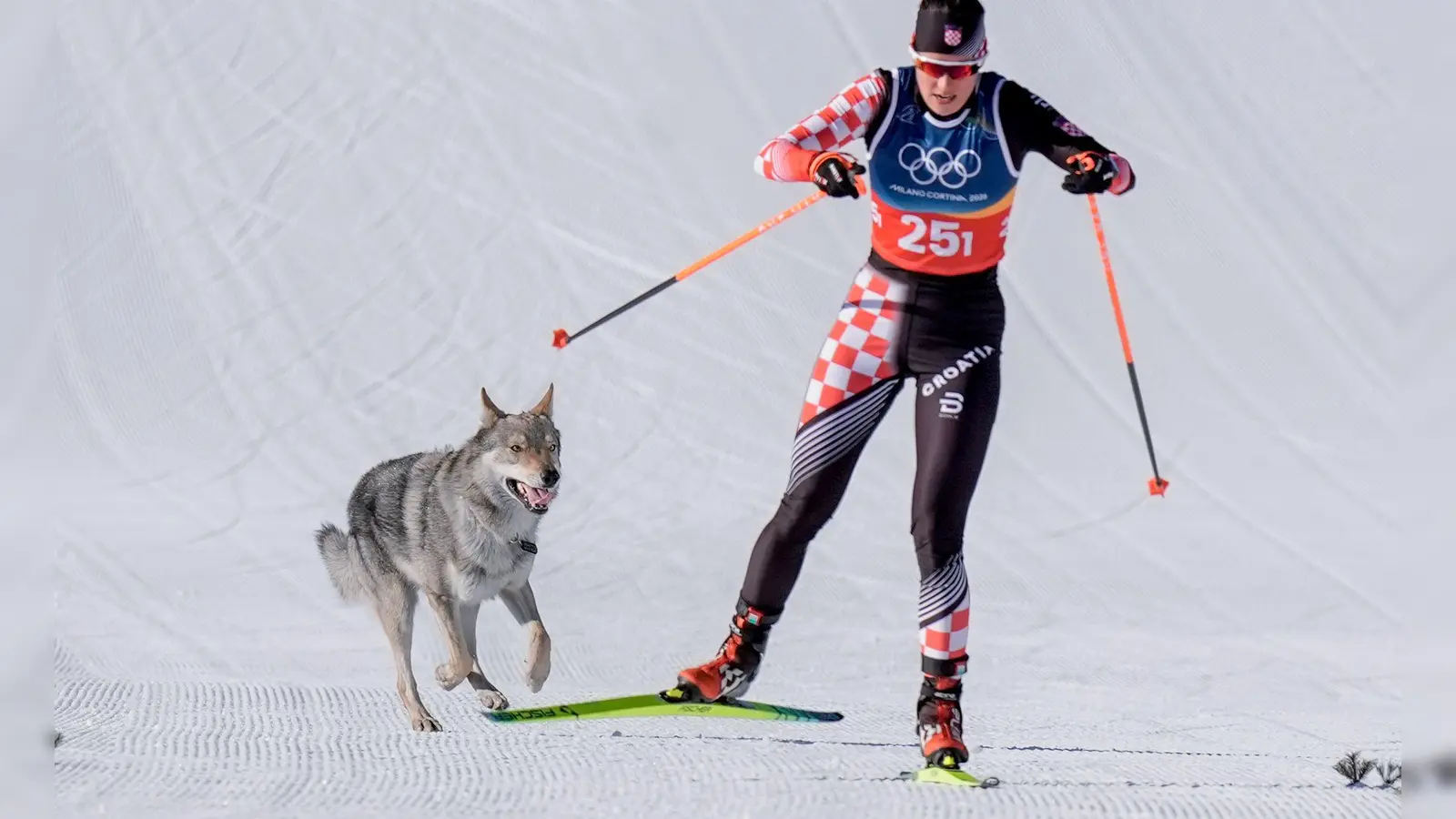 Das Ziel klar vor Augen: Der Tschechoslowakische Wolfshund Nazgul hatte großen Spaß an seinem Auftritt im Langlaufstadion. (Foto: Terje Pedersen/NTB/dpa)