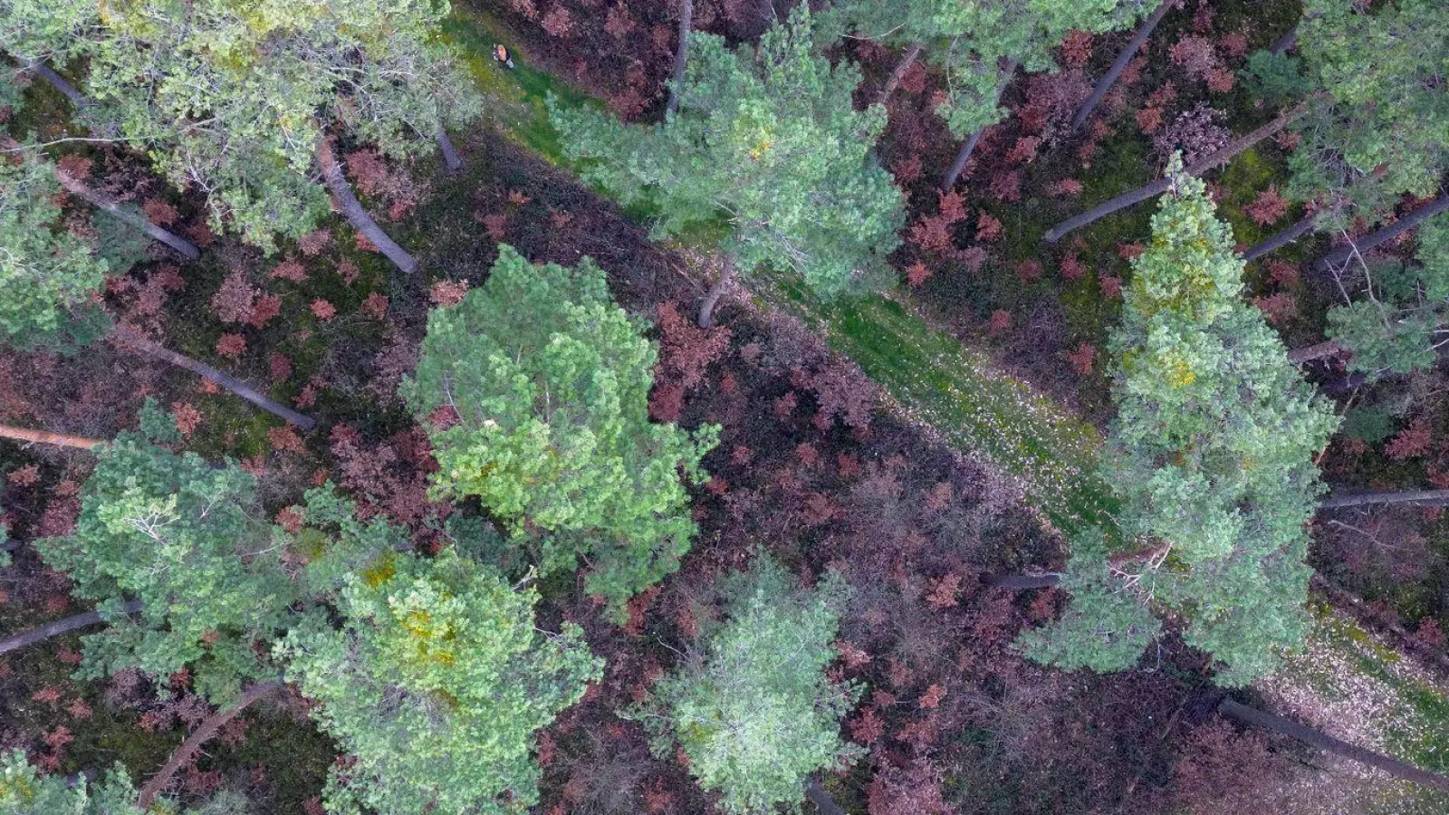 Viele vor wenigen Jahren gepflanzte Buchen stehen mit braunen Blättern in Bodennähe in einem über die nächsten zwei Jahrzehnte absterbenden Kiefernwald (Aufnahme mit Drohne). (Foto: Daniel Löb/dpa)