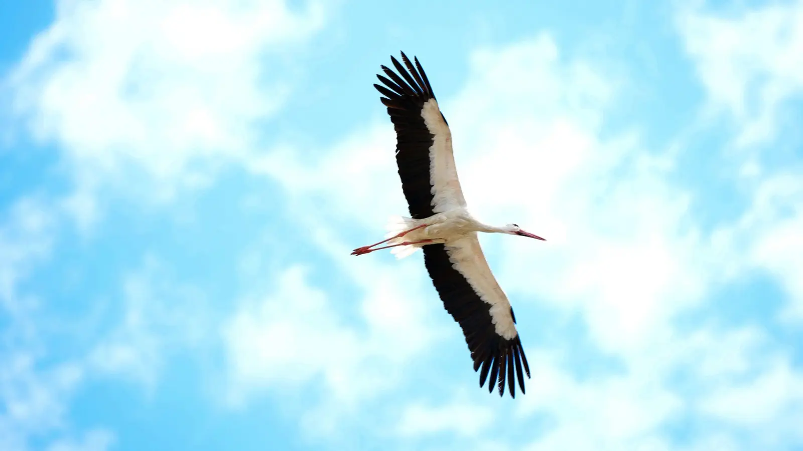 Ein Storch fliegt durch die Gegend. (Foto: Soeren Stache/dpa/Symbolbild)