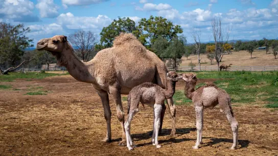 Kamele wurden seit den 1840er Jahren aus Indien, Afghanistan und von der arabischen Halbinsel nach Down Under eingeführt. Heute gelten die beeindruckenden Lastentiere als Plage. (Foto: Tim Vermey/Summer Land Camels/dpa)