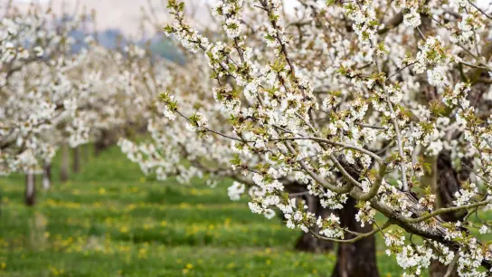 An die Kirschblüten sollten noch alle Insekten rankönnen, damit die Bestäubung stattfindet. Danach aber brauchen die Bäume ein Schutznetz. (Foto: Swen Pförtner/dpa/dpa-tmn)