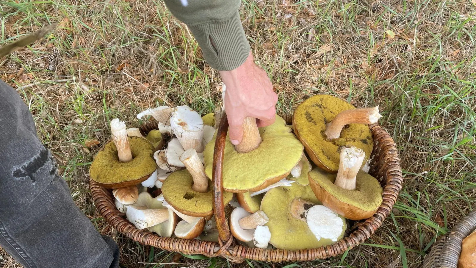 Zahlreiche Pilze liegen in dem Korb eines Pilzsammlers. Der Herbst verspricht mit zunehmenden Niederschlägen eine gute Pilzsaison. (Foto: Lutz Deckwerth/dpa)