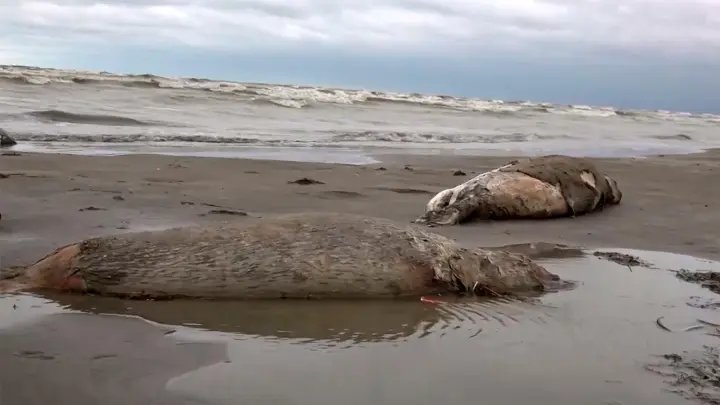 Zwei tote Robben liegen am Strand des Kaspischen Meers in Dagestan. (Foto: Uncredited/RU-RTR Russian Television/AP/dpa)