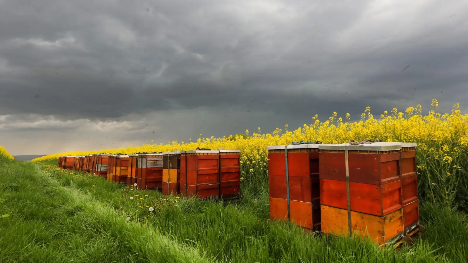 Dunkle Wolken kündigen vor einem blühenden Rapsfeld mit Bienenstöcken in Baden-Württemberg Regen und Gewitter an. (Foto: Thomas Warnack/dpa)