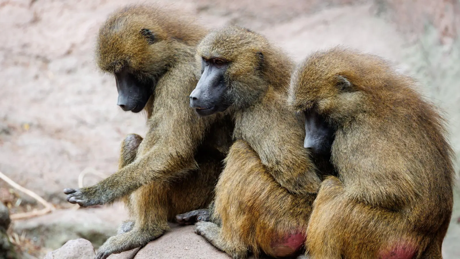 In einer Umfrage sprach sich eine Mehrheit gegen die Tötung von Zootieren aus. (Archivbild) (Foto: Daniel Karmann/dpa)