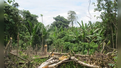 Der Zyklon „Maila“ hat Teile von Papua-Neuguinea mit voller Wucht getroffen. (Symbolbild) (Foto: Christiane Oelrich/dpa)