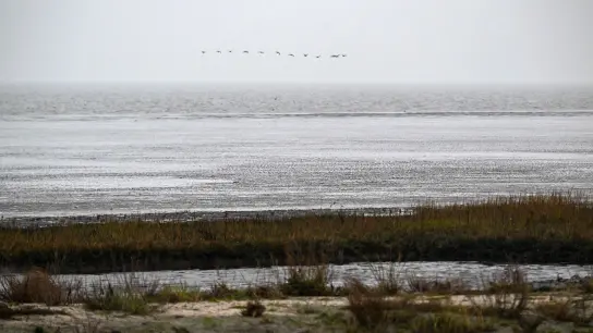 Vögel fliegen über das Watt vor dem Strand von Dangast. (Foto: Sina Schuldt/dpa)