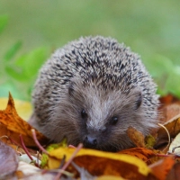 Bitte nicht zu „ordentlich“ sein: Laub liegen lassen – darin wimmelt’s von Insekten, und genau die braucht der Igel vor dem Winter. (Foto: Karl-Josef Hildenbrand/dpa/dpa-tmn)