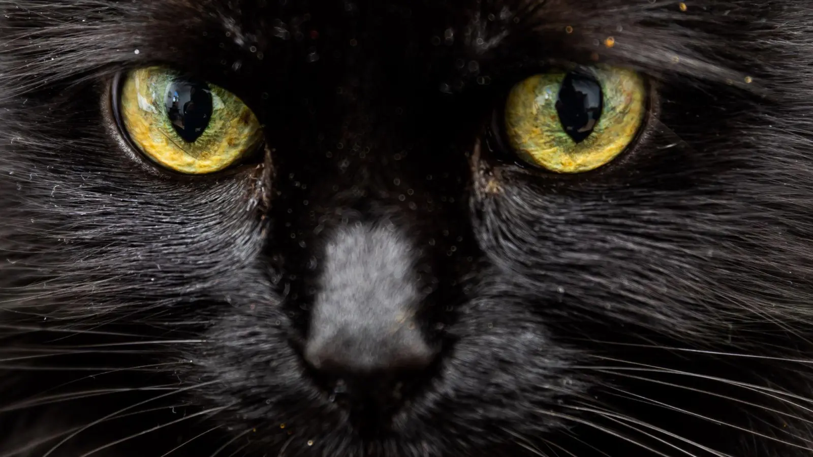 Schwarze Katze in Sicht? An einem Freitag, dem 13., verheißt das für abergläubische Menschen nichts Gutes. (Foto: Christoph Soeder/dpa/dpa-tmn)