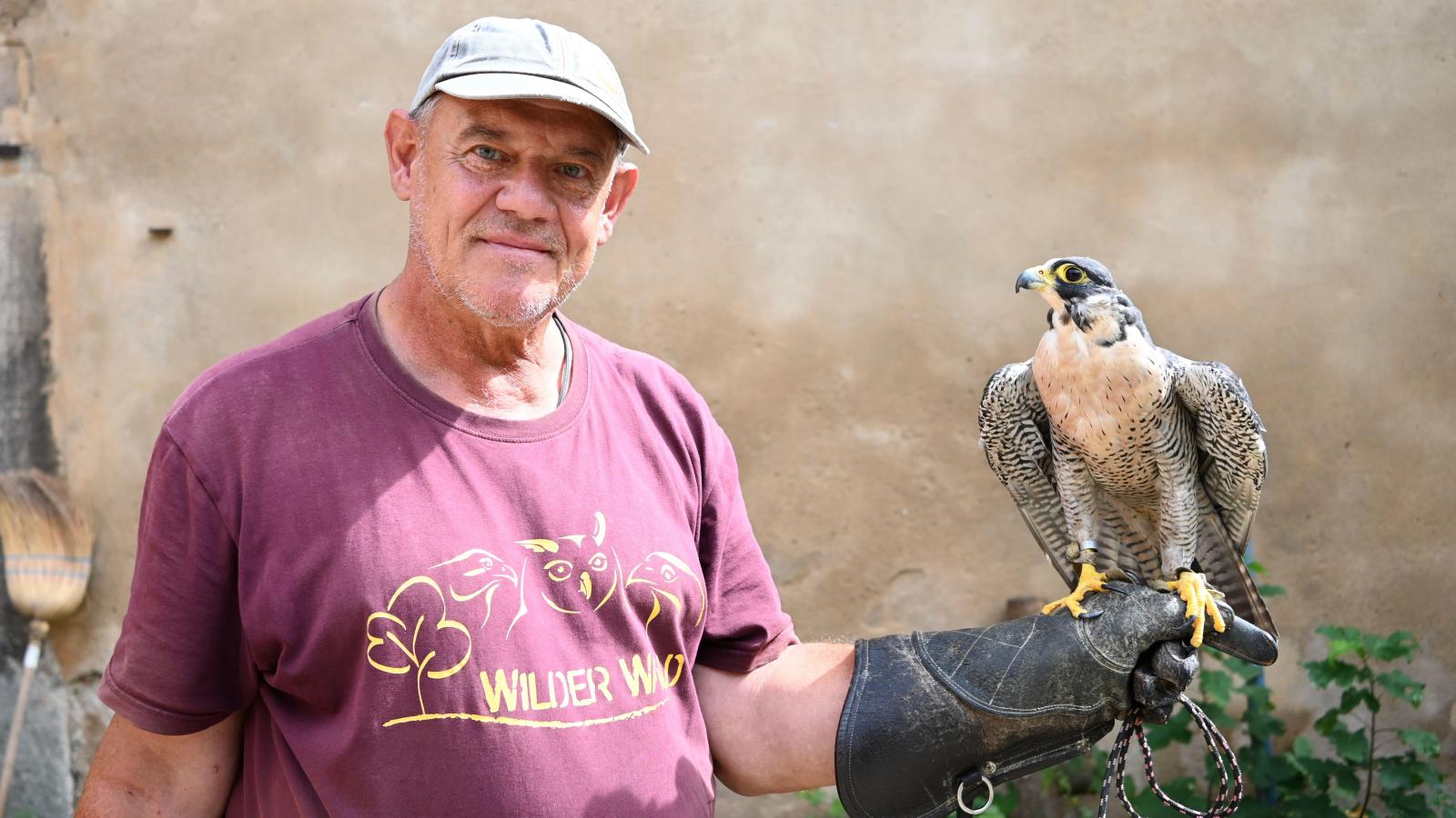 Schnellster Vogel der Welt zieht in Virnsberg ein: Für Scheiche gezüchtet