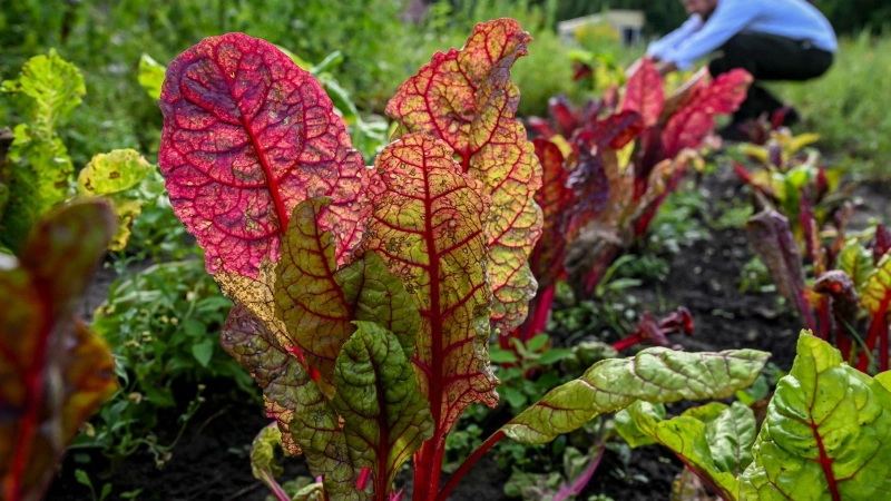 Auch im Hochsommer ist die Gartensaison noch lange nicht vorbei – viele Gemüsearten wie Mangold, Feldsalat oder Spinat können jetzt noch ins Beet. (Foto: Jens Kalaene/dpa/dpa-tmn)