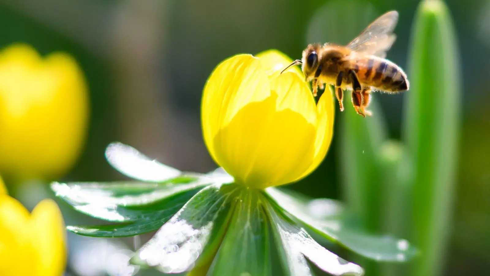 Das warme und sonnige Wetter löst Frühlingsgefühle aus. (Foto: Julian Stratenschulte/dpa)