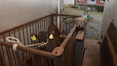 Wiegetag für Heronanashi: Wagyu-Rinderzüchter Michael Sieber möchte wissen, ob sein drei Monate altes Kalb gut zugelegt hat. Dafür nutzt er das kommunale Waaghäuschen.  (Foto: Yvonne Neckermann)