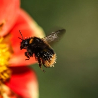 Hummeln sind wichtige Bestäuber und tragen damit zur biologischen Vielfalt bei. (Symbolbild) (Foto: Oliver Berg/dpa)