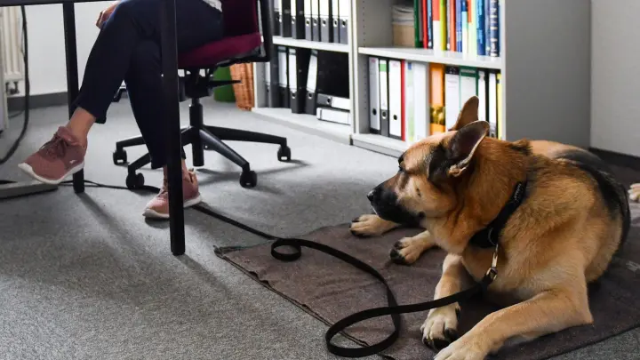 Arbeitgeber dürfen entscheiden, ob Hunde mit zur Arbeit gebracht werden. Das gilt auch für Assistenzhunde, wenn andere Mitarbeiterinnen und Mitarbeiter sich von diesen bedroht fühlen. (Foto: Jens Kalaene/dpa-Zentralbild/dpa-tmn)