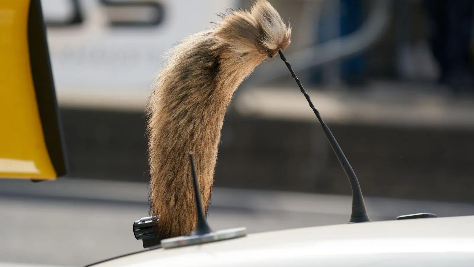Der Fuchsschanz war für viele Fahrer des Opel Manta unverzichtbar.  (Foto: Thomas Frey/dpa)